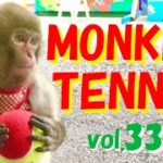 Real MONKEY TENNIS！vol.33 テニスをする猿くんのダブルス前編