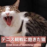ジョコビッチ優勝記念　テニス観戦に飽きた猫　Congrats Djokovic! Please look at a cat that is tired of watching tennis game.