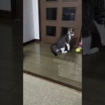 テニスボールで遊ぶ仔猫 Kitten playing with tennis ball　20221104
